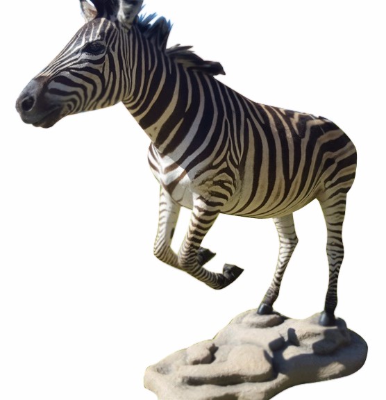 Zebra Full Mount - Jumping 2 - Image 2