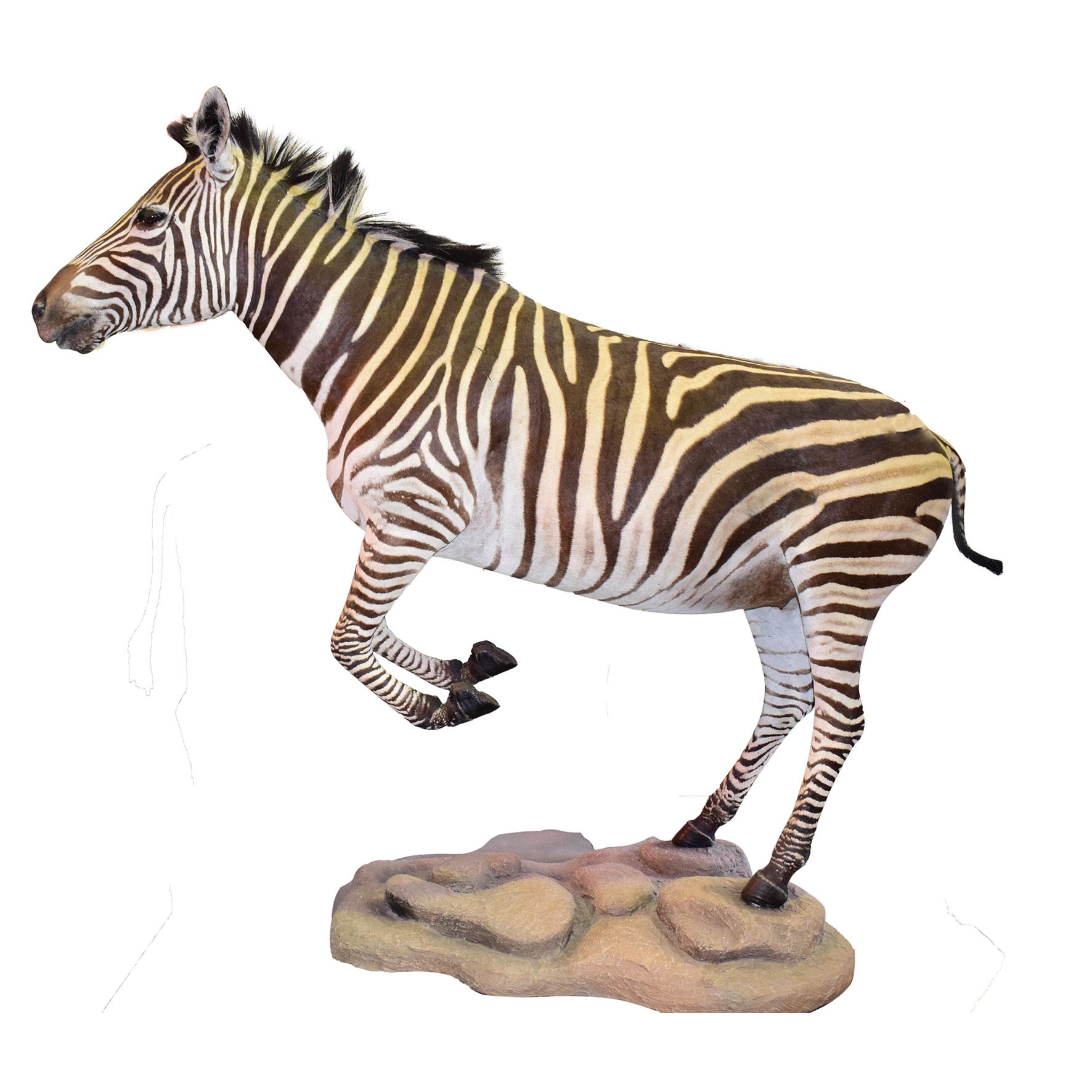 Zebra Full Mount - Jumping 2