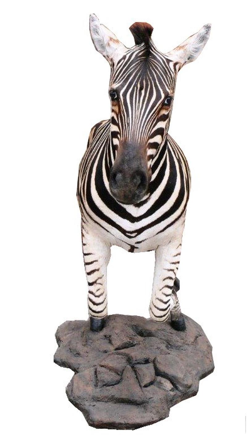 Zebra Full Mount Running ZFR1 - Image 2