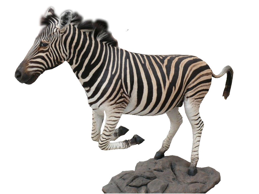 Zebra Full Mount Running ZFR1 - Image 3