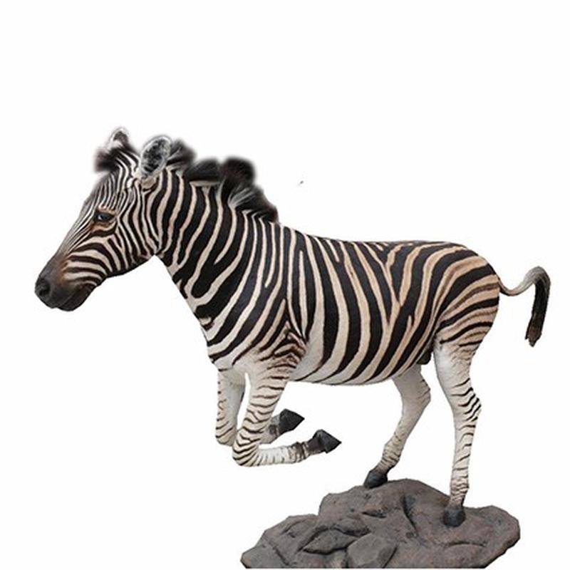 Zebra Full Mount Running ZFR1