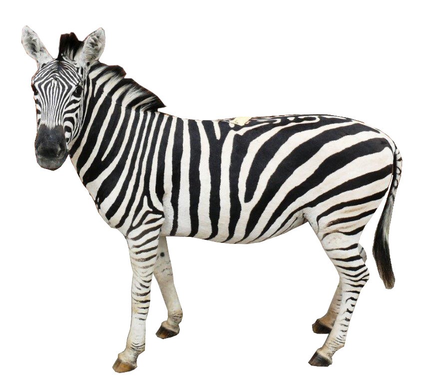 Zebra Full Mount Side2 - Image 2