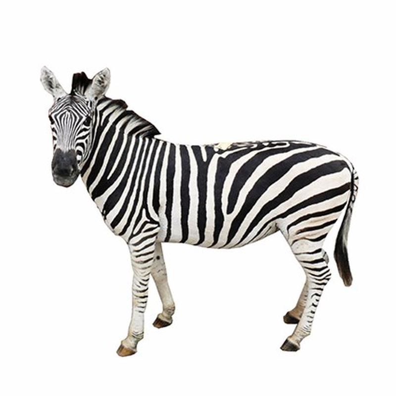 Zebra Full Mount Side2