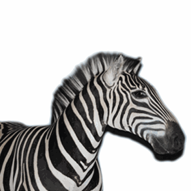 Zebra Full Mount ZB12 - Image 2
