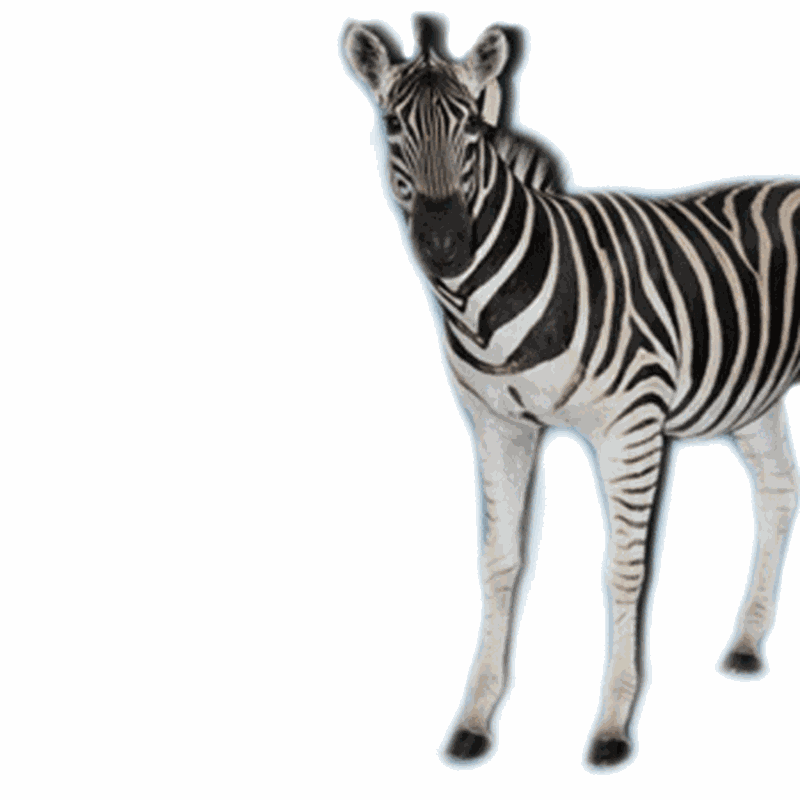 Zebra Full Mount ZB12 - Image 4