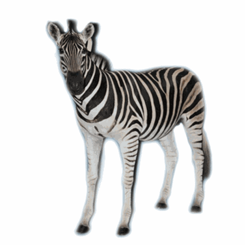 Zebra Full Mount ZB12