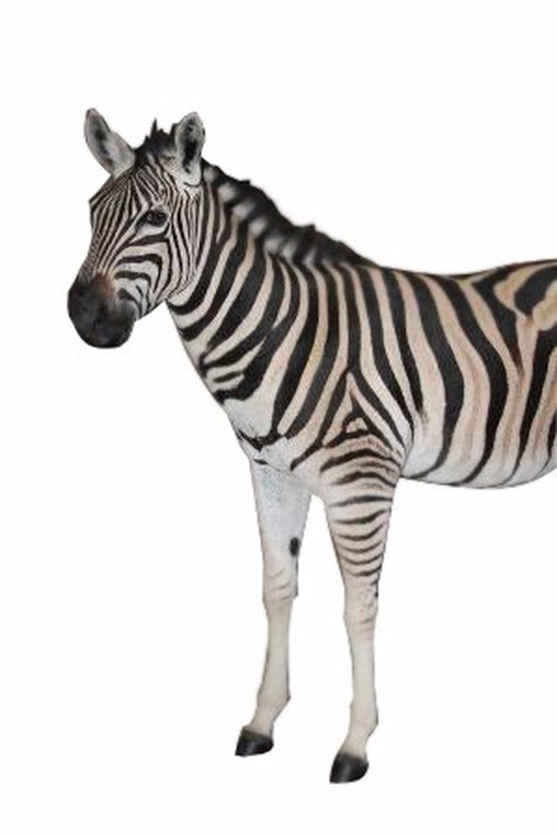 Zebra Full Mount - ZFM003 - Image 3