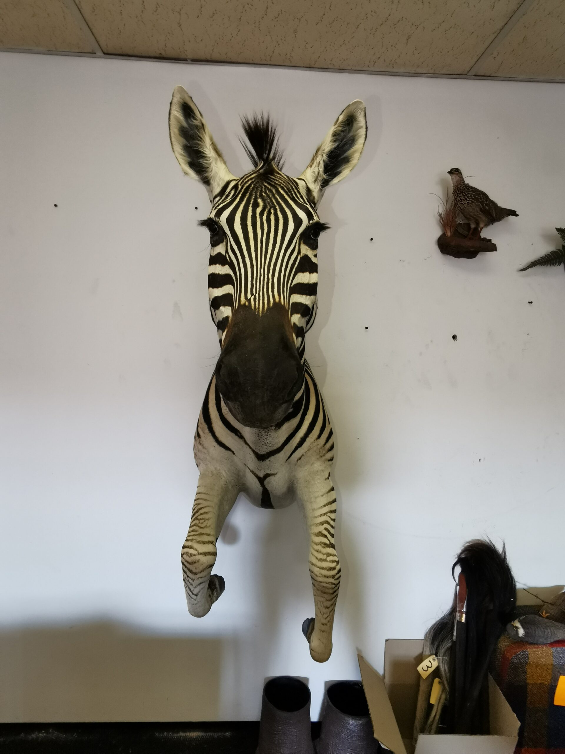 Zebra Half Mount 001 - Image 2
