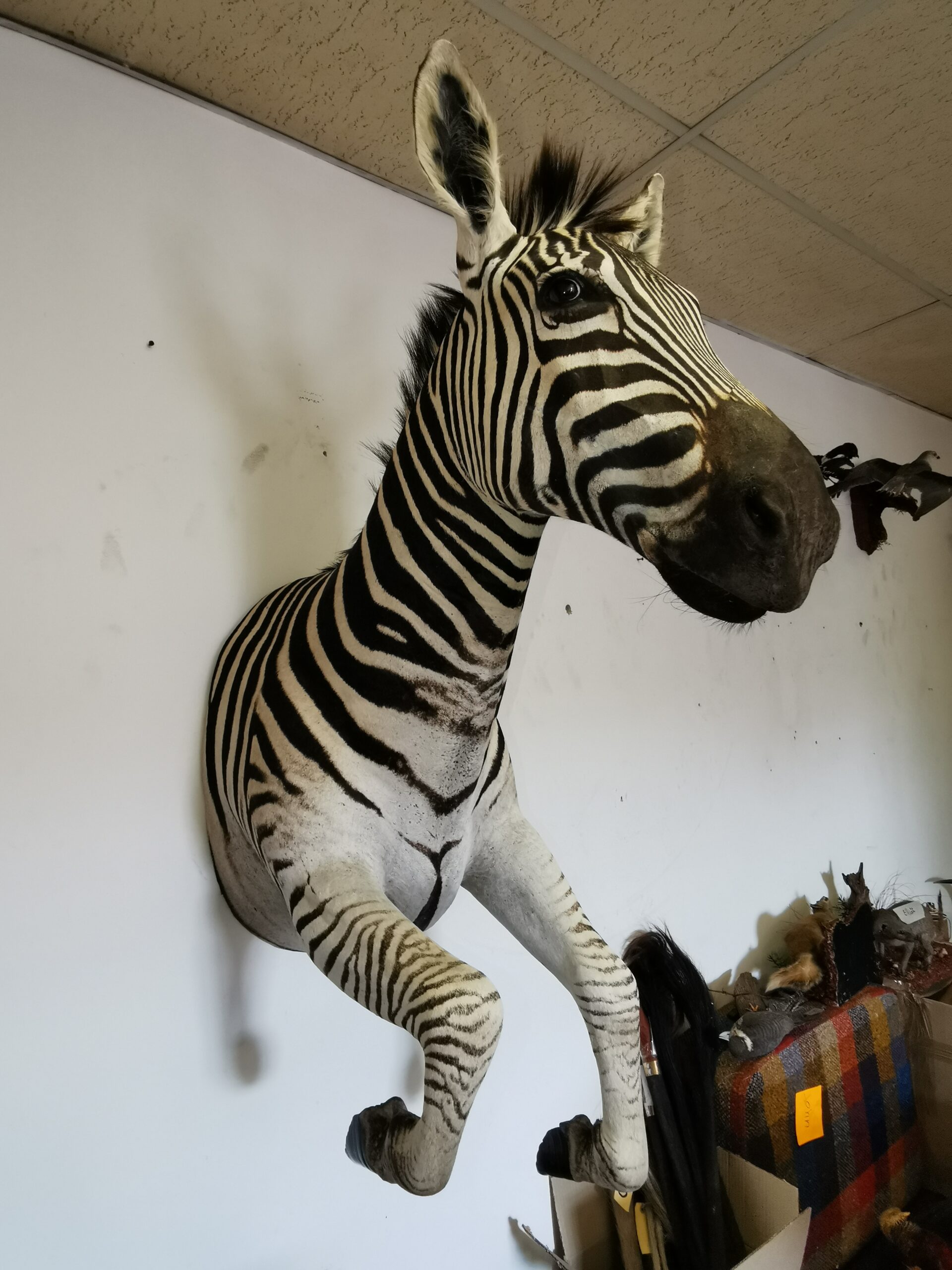 Zebra Half Mount 001 - Image 3