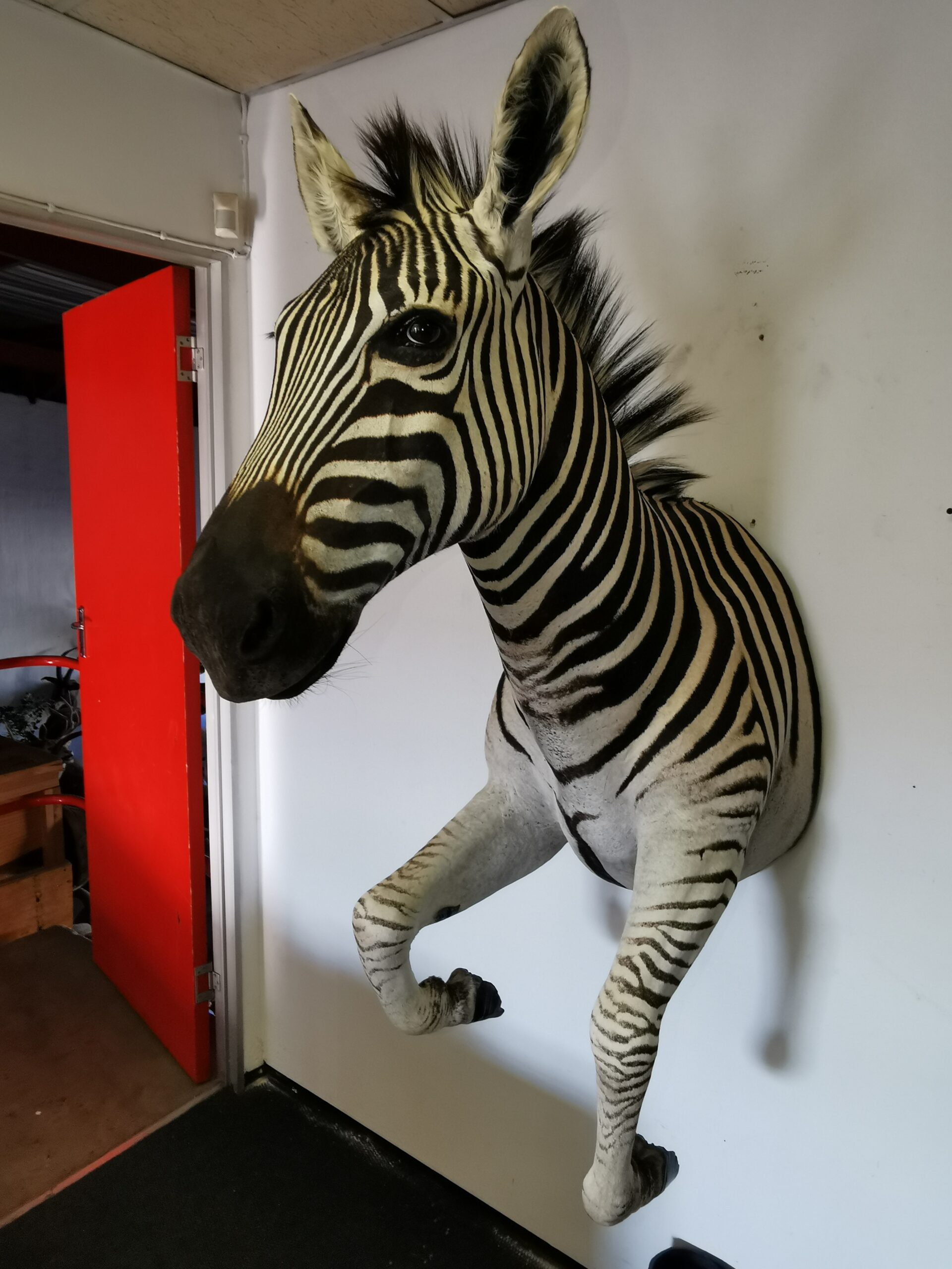 Zebra Half Mount 001 - Image 4