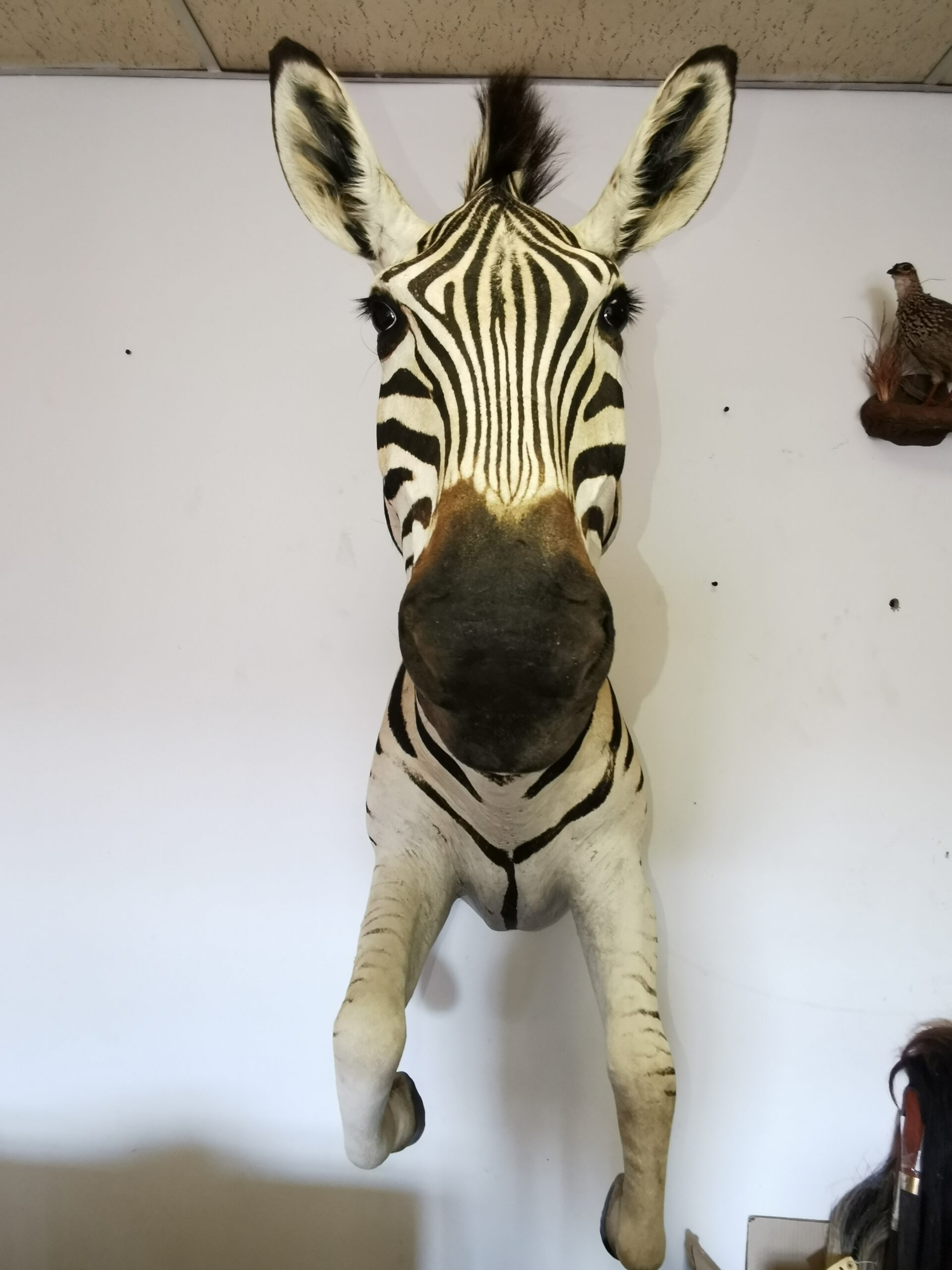 Zebra Half Mount 002 - Image 2