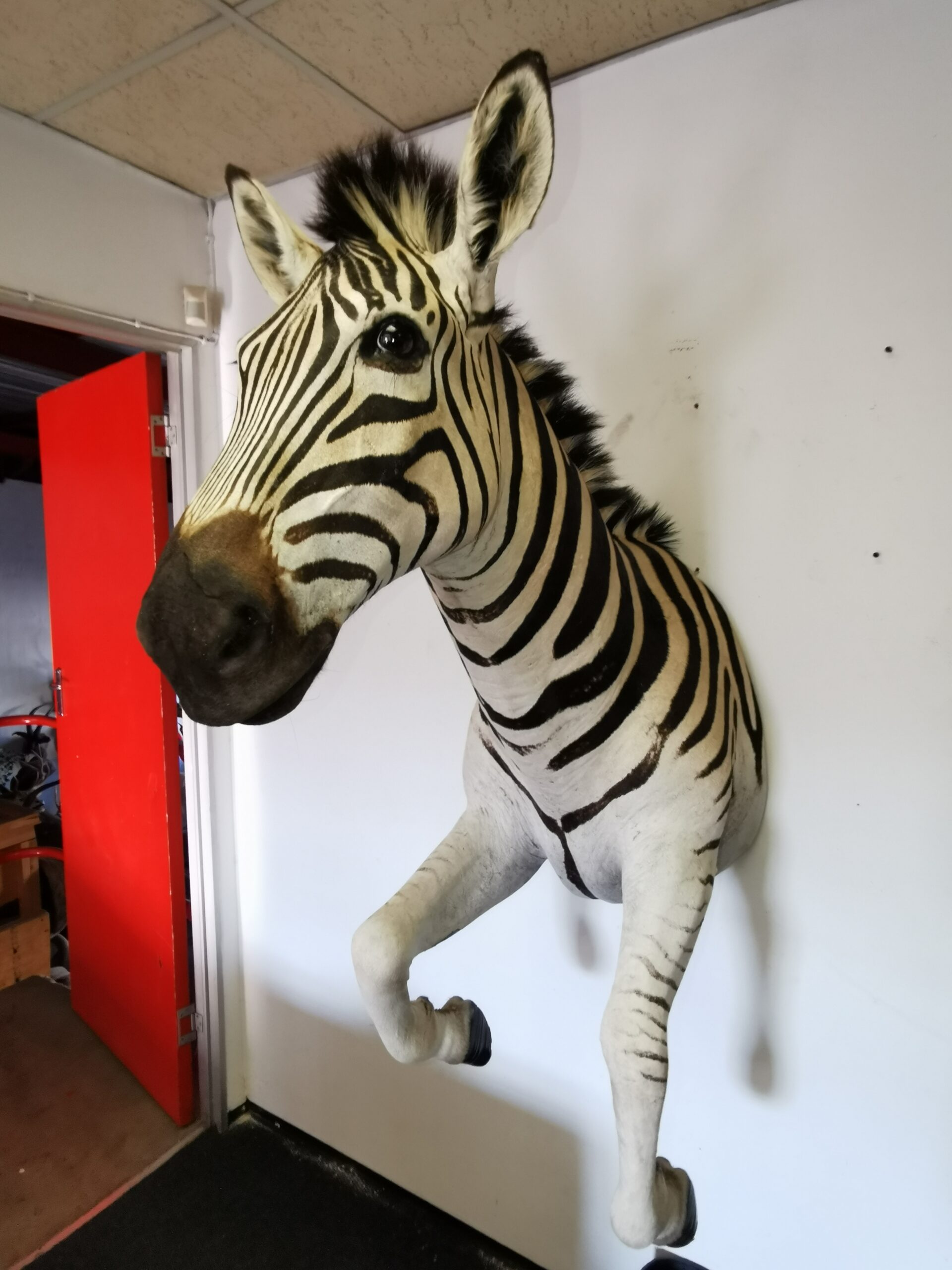 Zebra Half Mount 002 - Image 3
