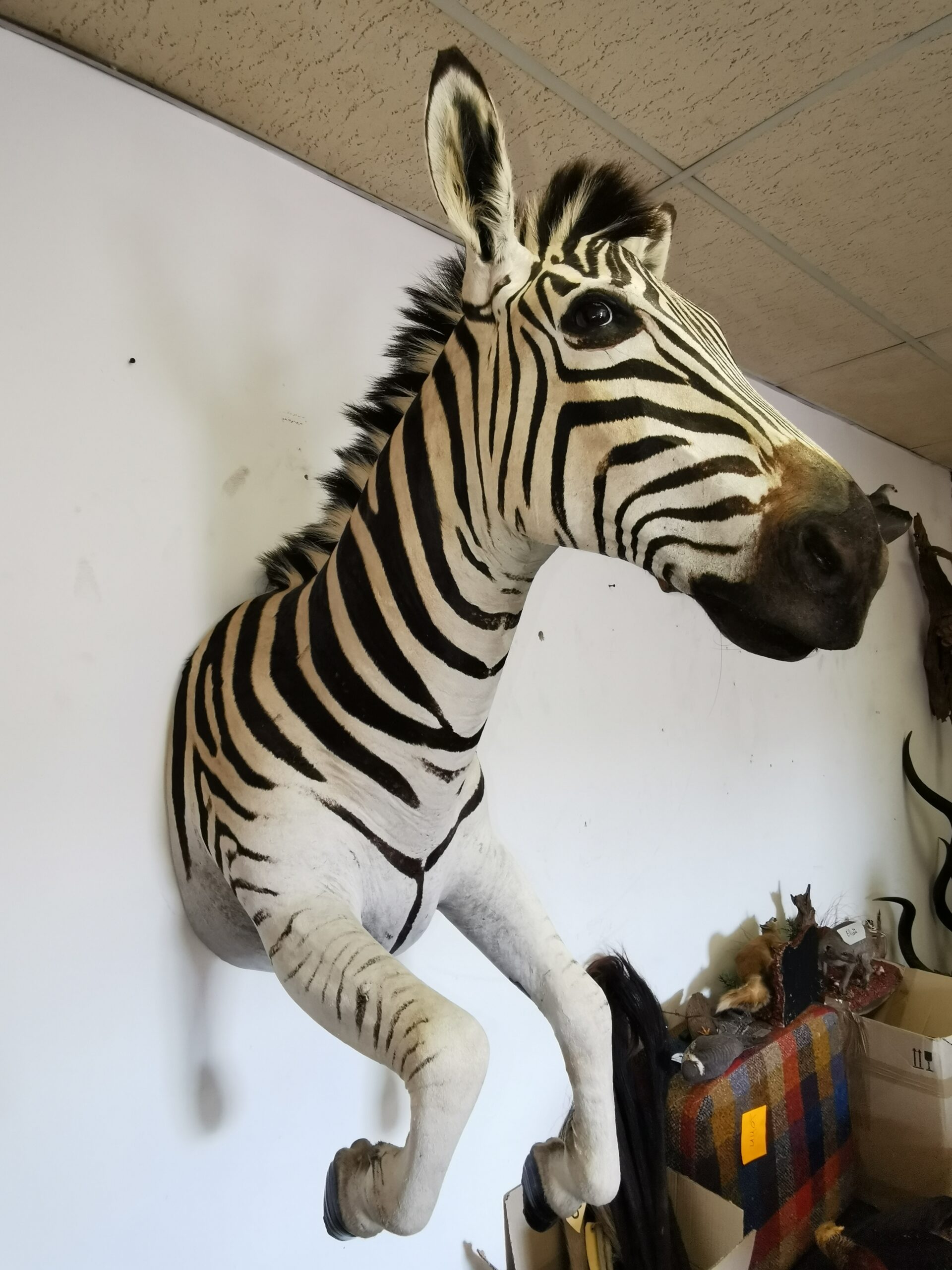 Zebra Half Mount 002 - Image 4