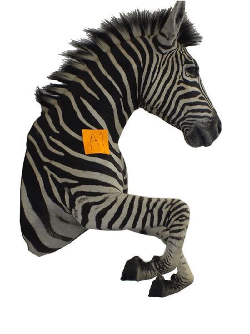Zebra Half Mount For Sale A1 - Image 2