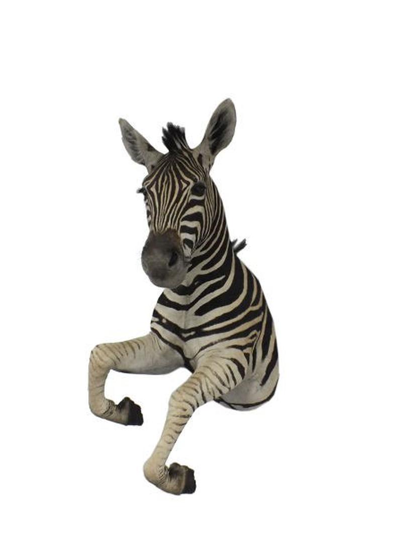 Zebra Half Mount For Sale A2 - Image 2