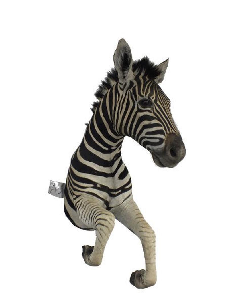 Zebra Half Mount For Sale A2 - Image 3