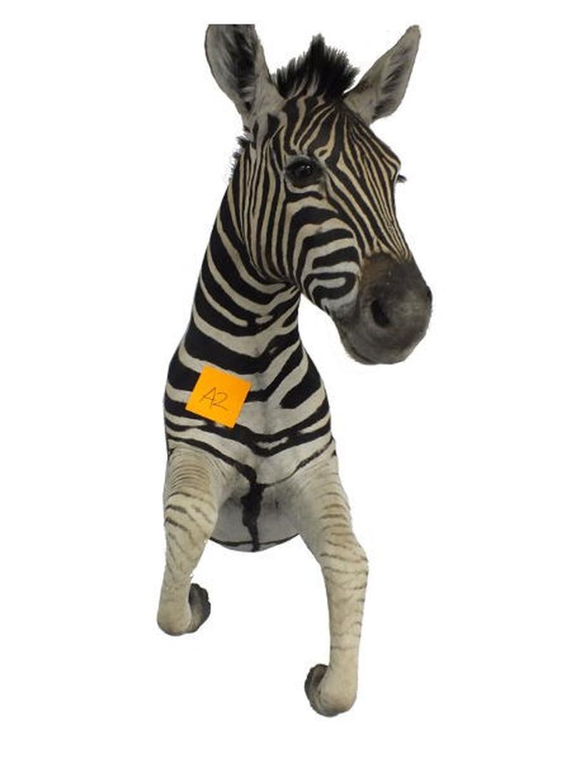Zebra Half Mount For Sale A2 - Image 4