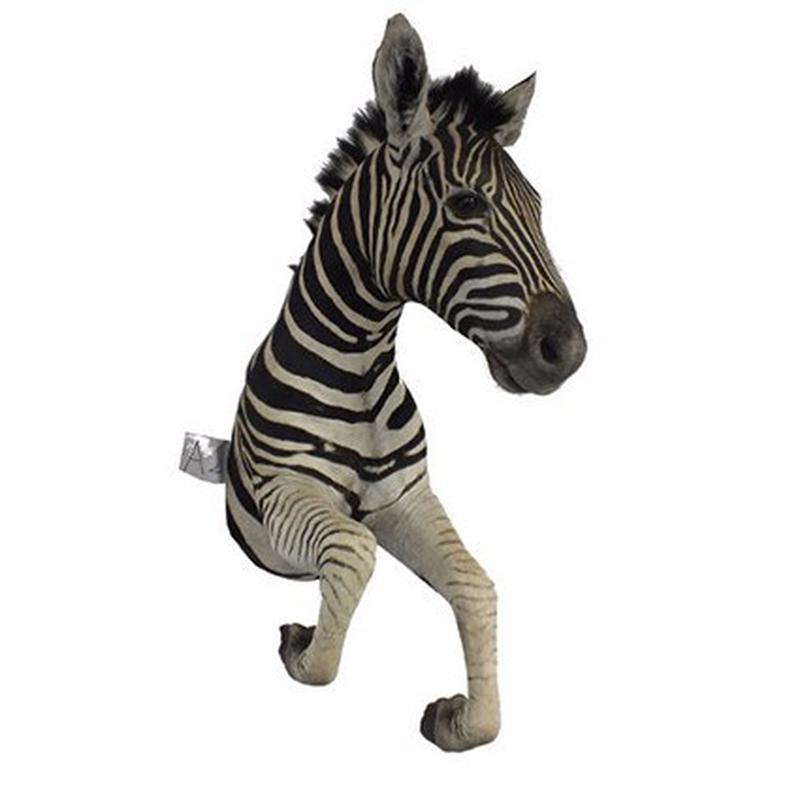 Zebra Half Mount For Sale A2