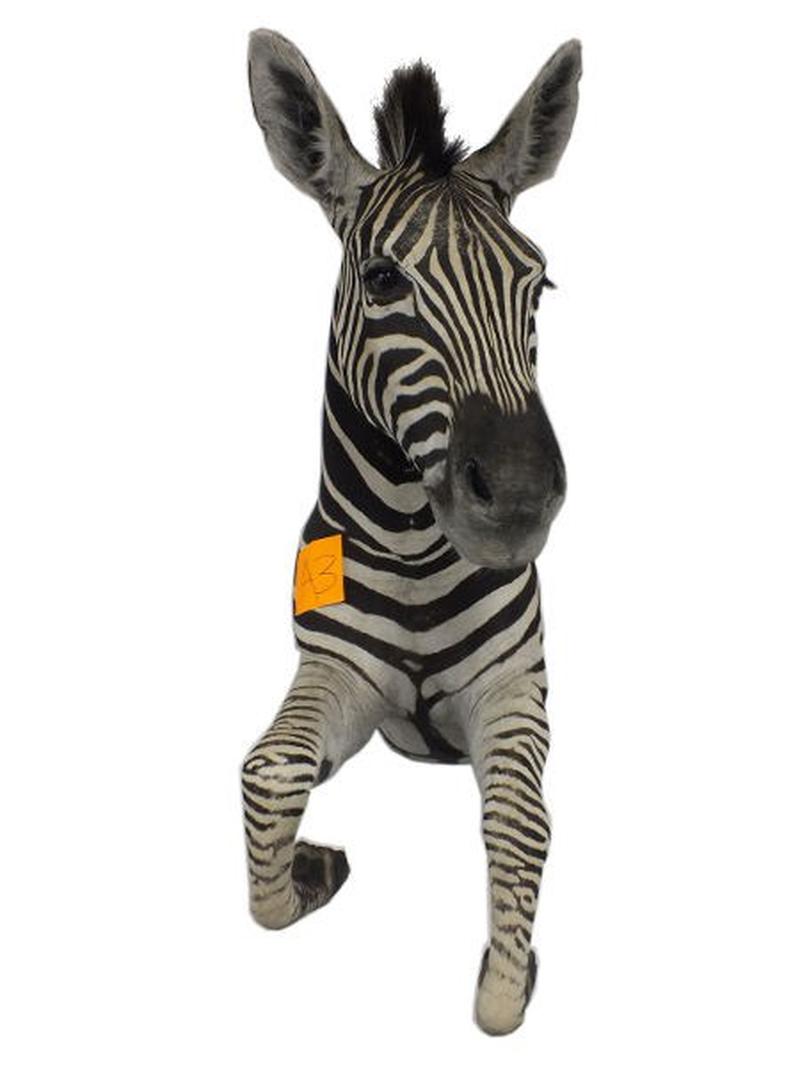 Zebra Half Mount For Sale A3 - Image 2