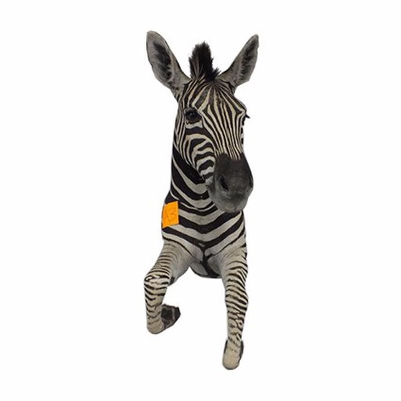 Zebra Half Mount For Sale A3