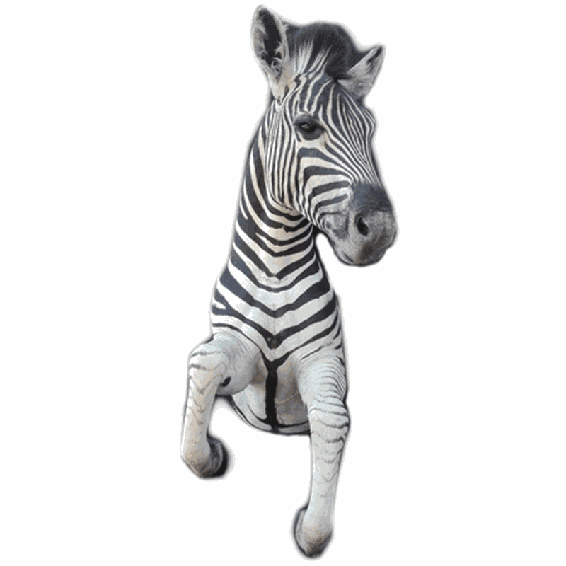 Zebra Half Mount TDZ1 - Image 3