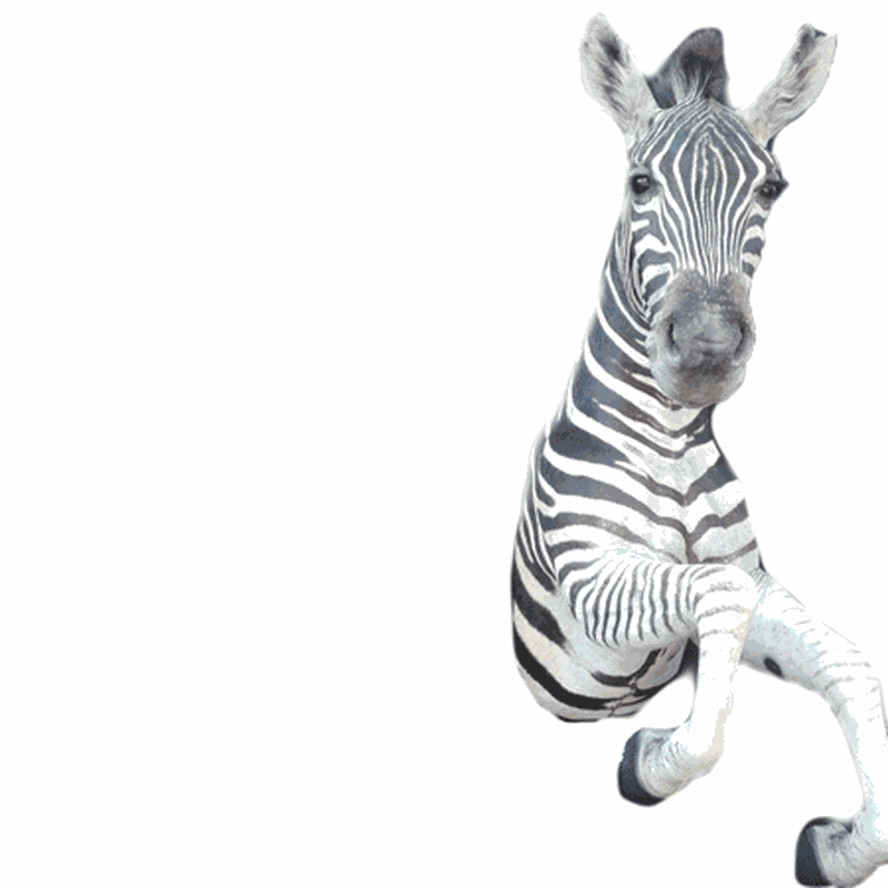 Zebra Half Mount TDZ2 - Image 2