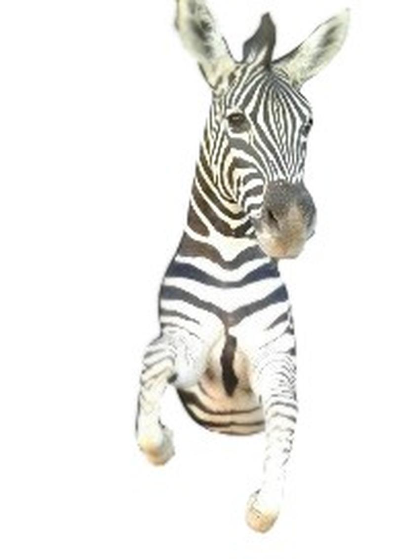 Zebra Half Mount - ZHM02 - Image 3