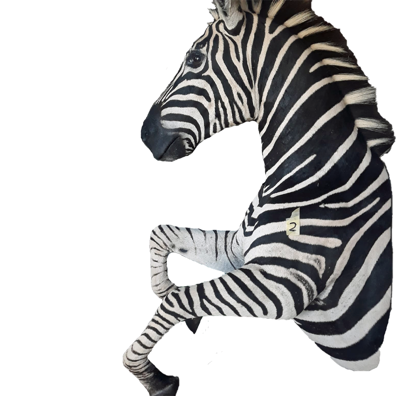 Zebra Half Mount - ZHM103 - Image 3