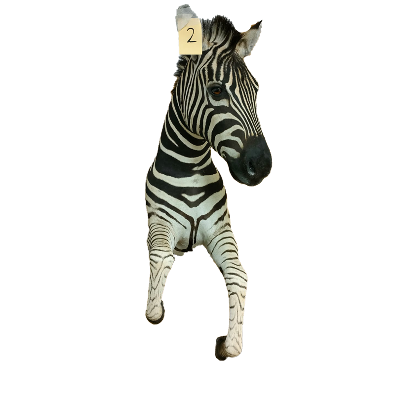 Zebra Half Mount - ZHM105 - Image 4