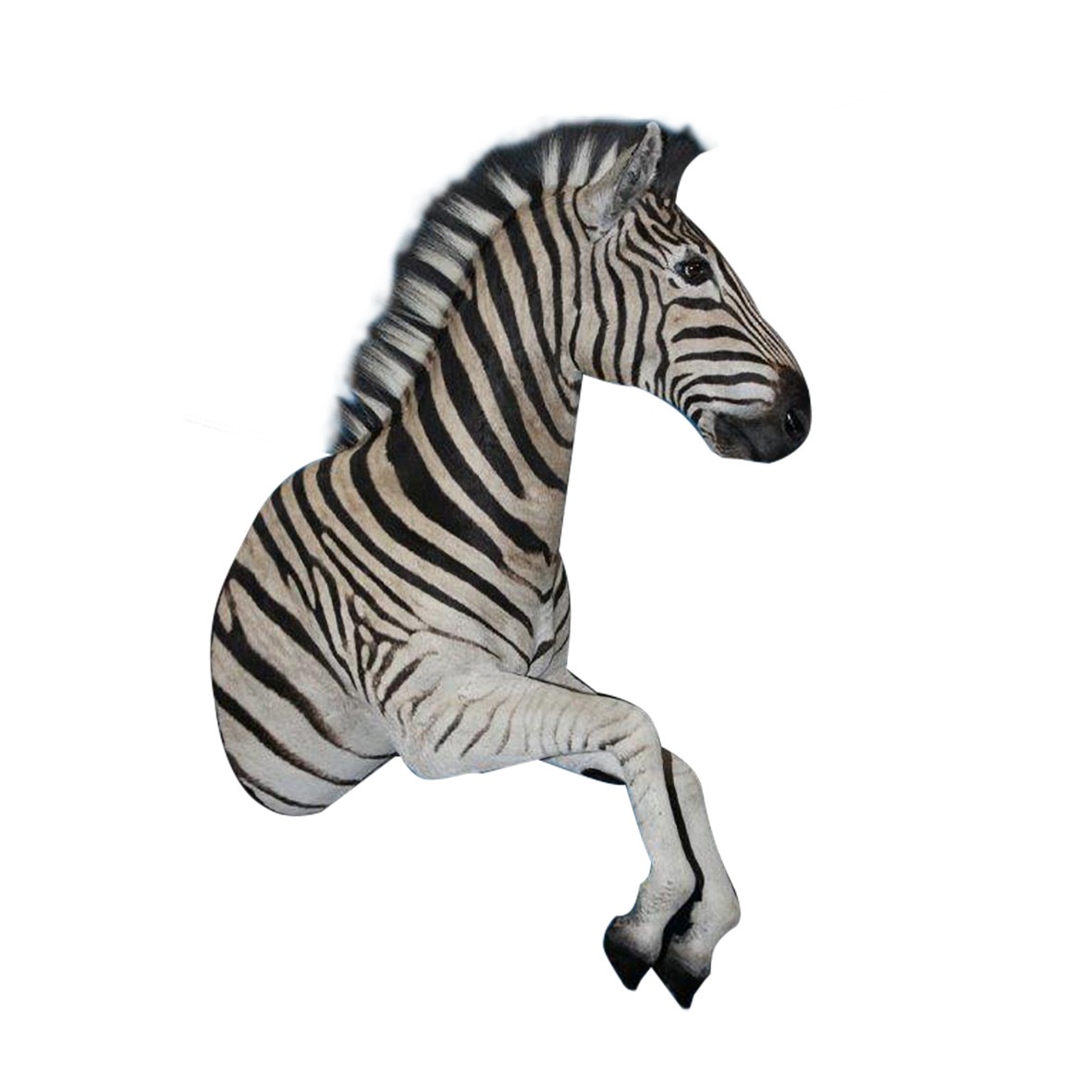 ZEBRA HALF MOUNT ZHM55A - Image 3