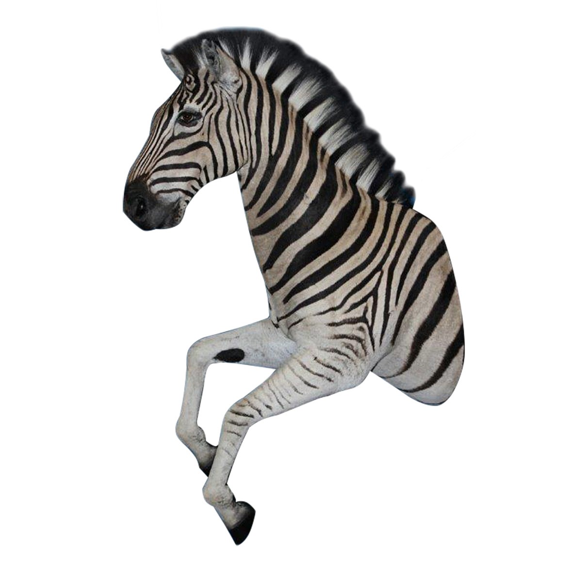 ZEBRA HALF MOUNT ZHM55A - Image 4