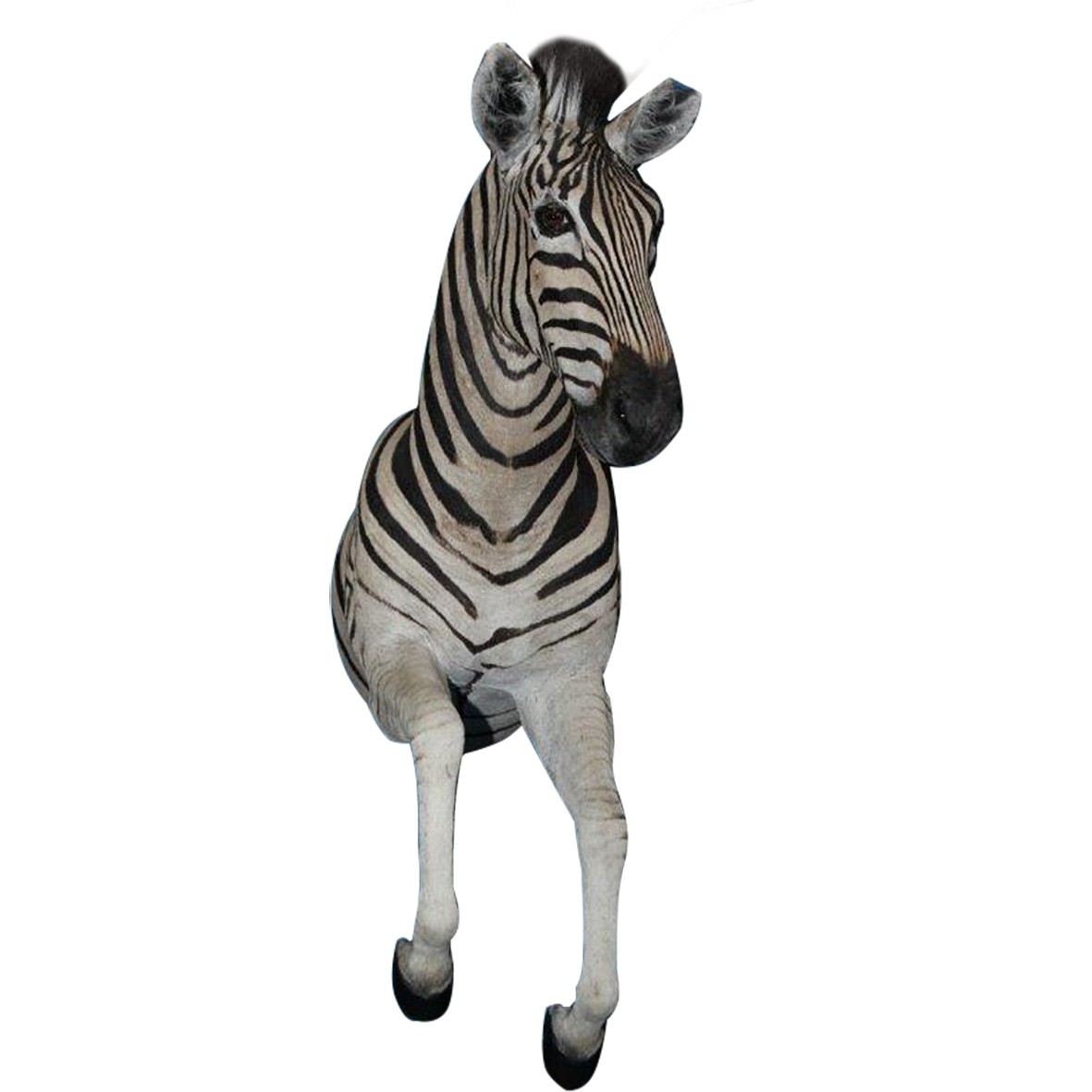 ZEBRA HALF MOUNT ZHM55A - Image 5