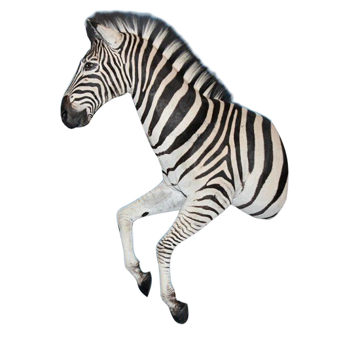 ZEBRA HALF MOUNT ZHM55B - Image 2