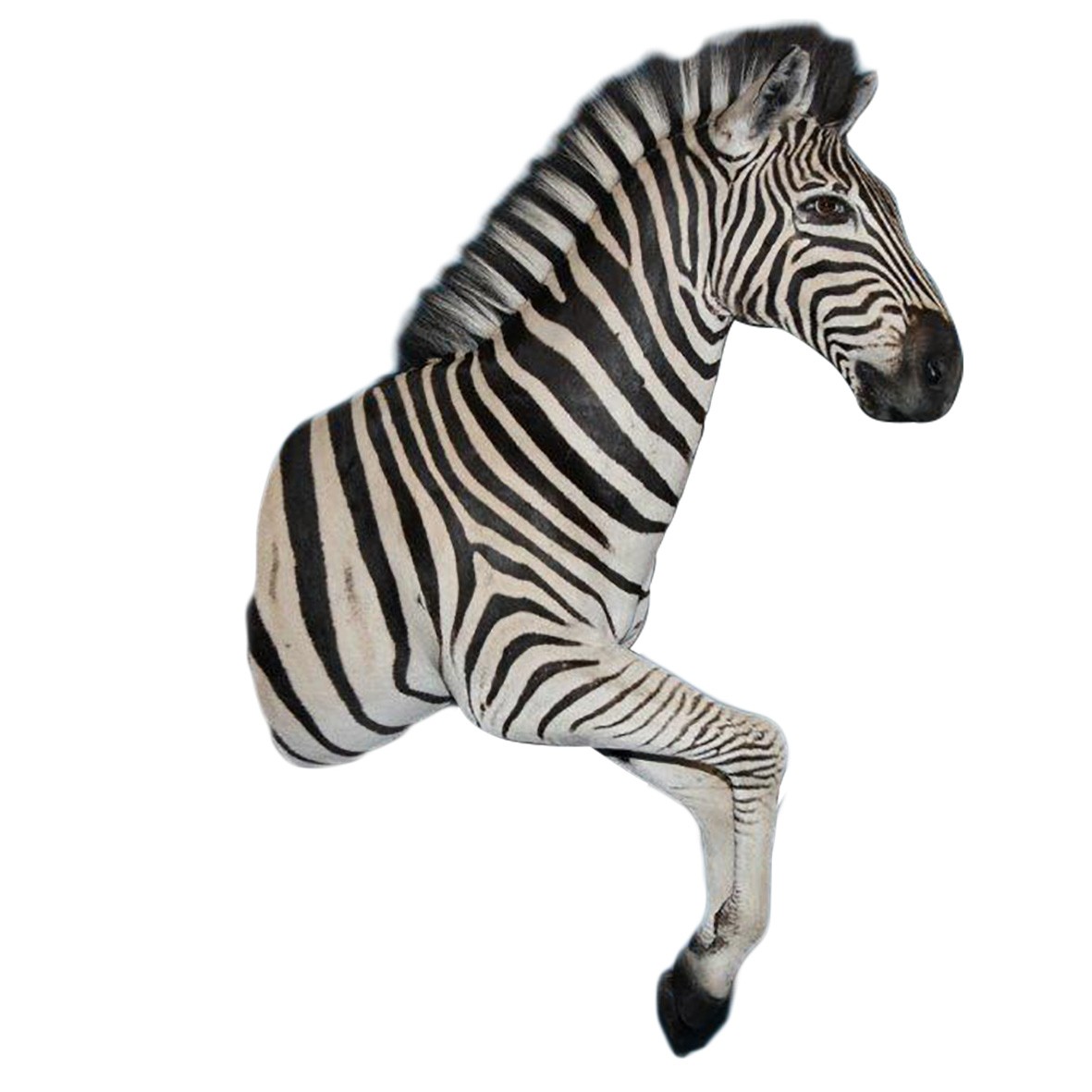 ZEBRA HALF MOUNT ZHM55B