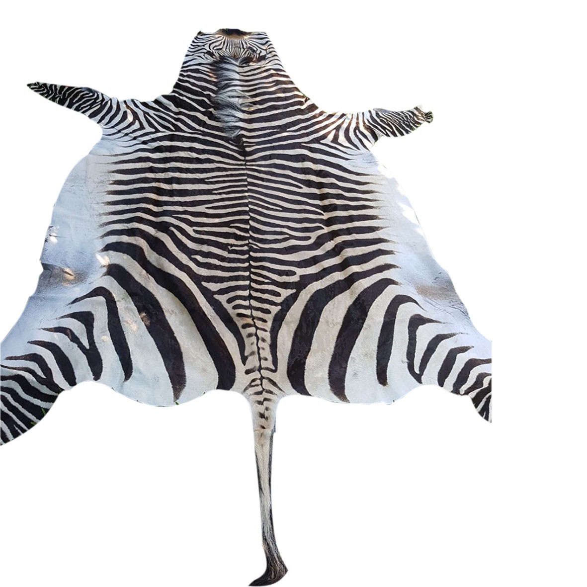 Zebra Hartman Skin B3 - Image 2