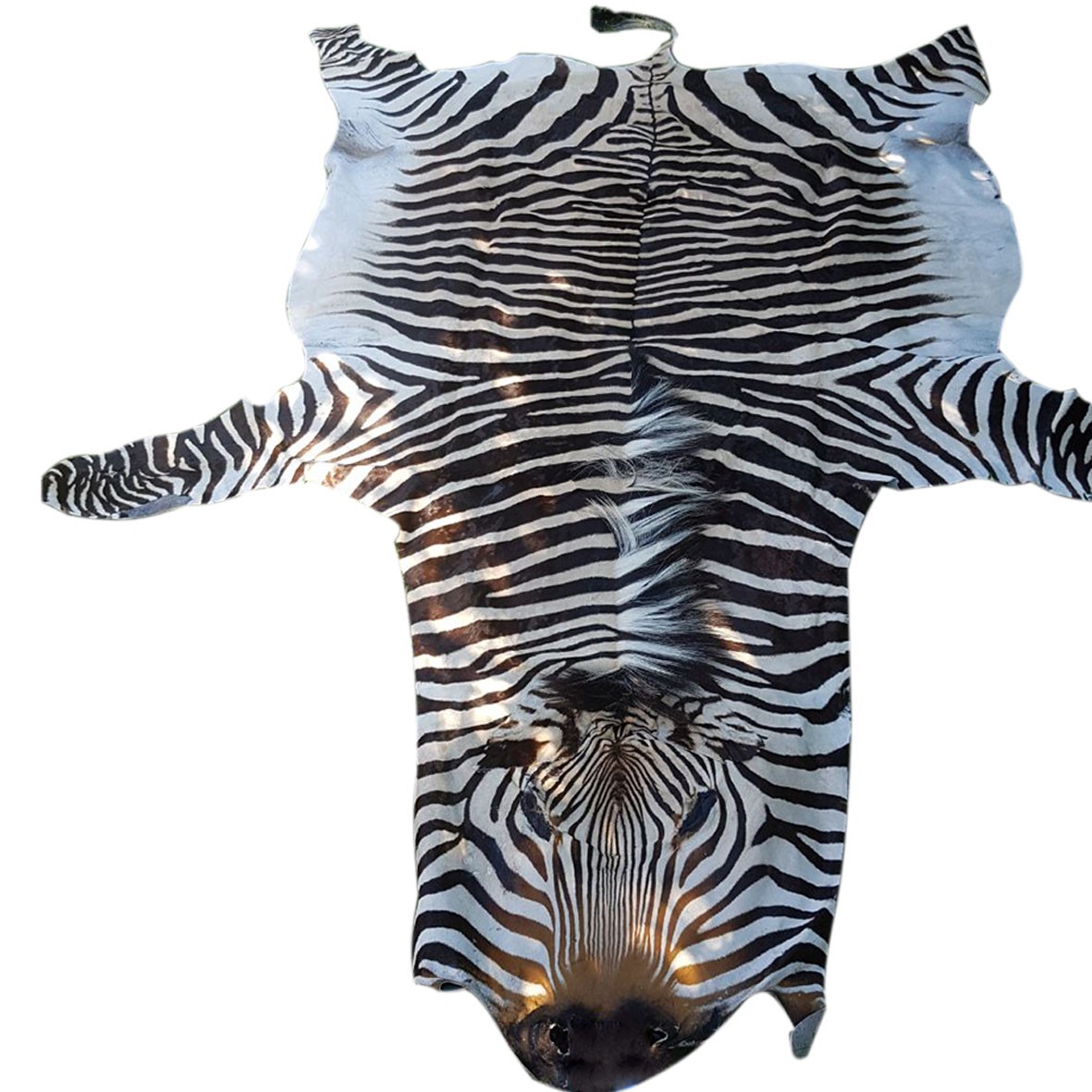 Zebra Hartman Skin B3 - Image 3
