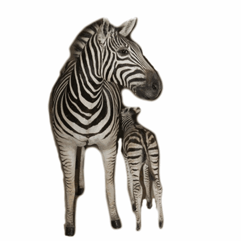 Zebra Mother And Baby Full Mount - ZMB1 - Image 2