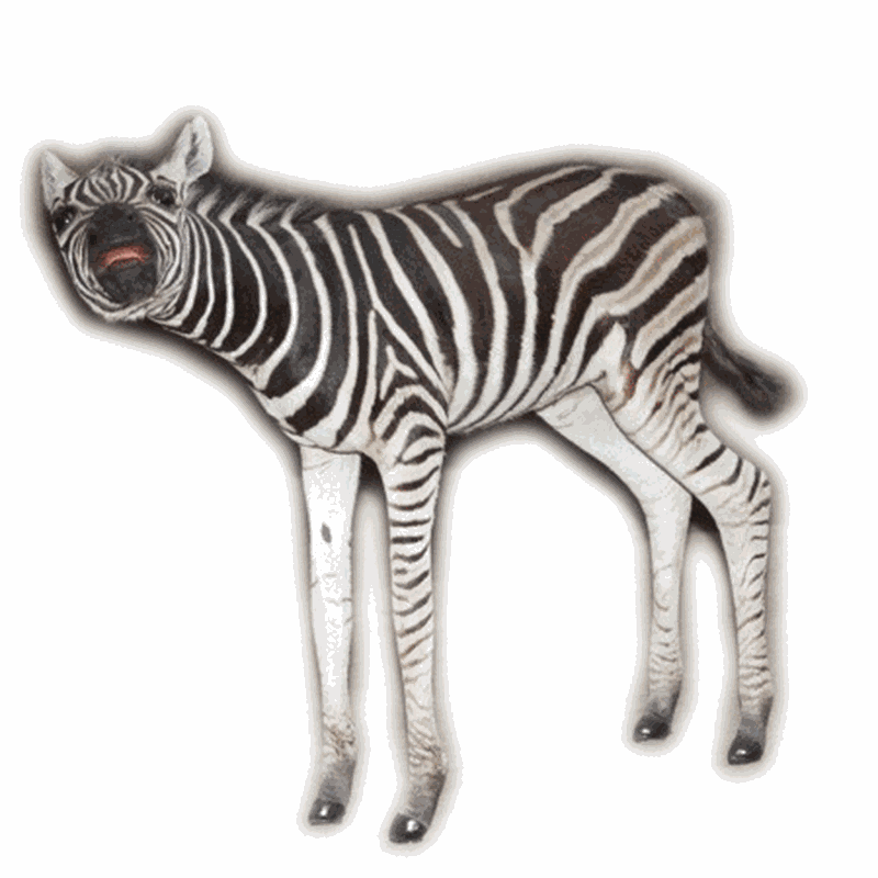 Zebra Mother And Baby Full Mount - ZMB1 - Image 4