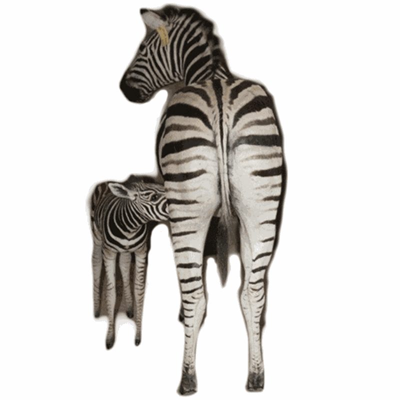 Zebra Mother And Baby Full Mount - ZMB1 - Image 5