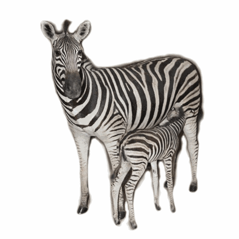 Zebra Mother And Baby Full Mount - ZMB1