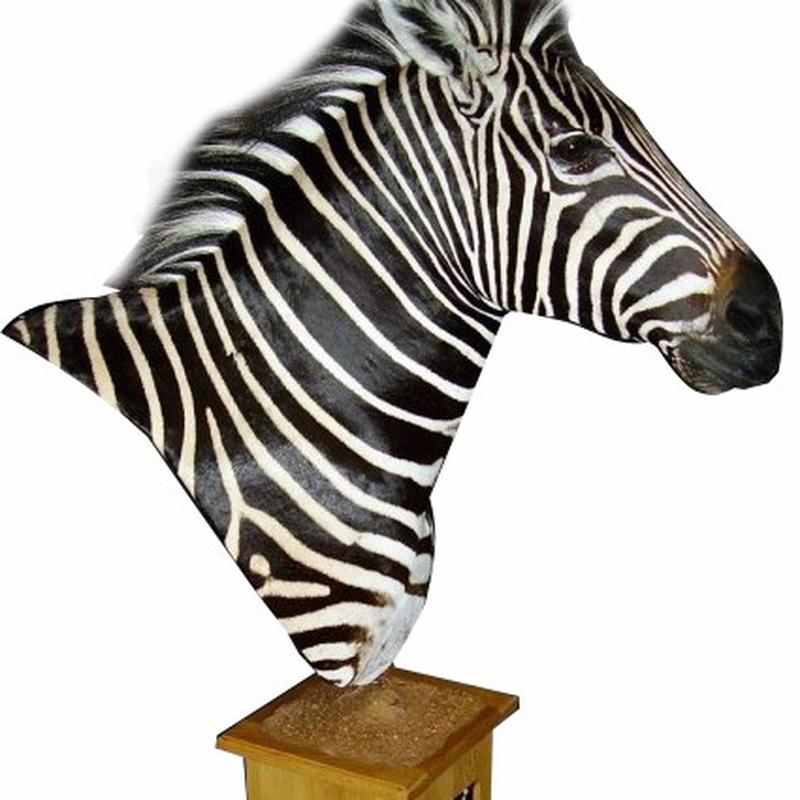 Zebra Pedestal Mount - ZPD1