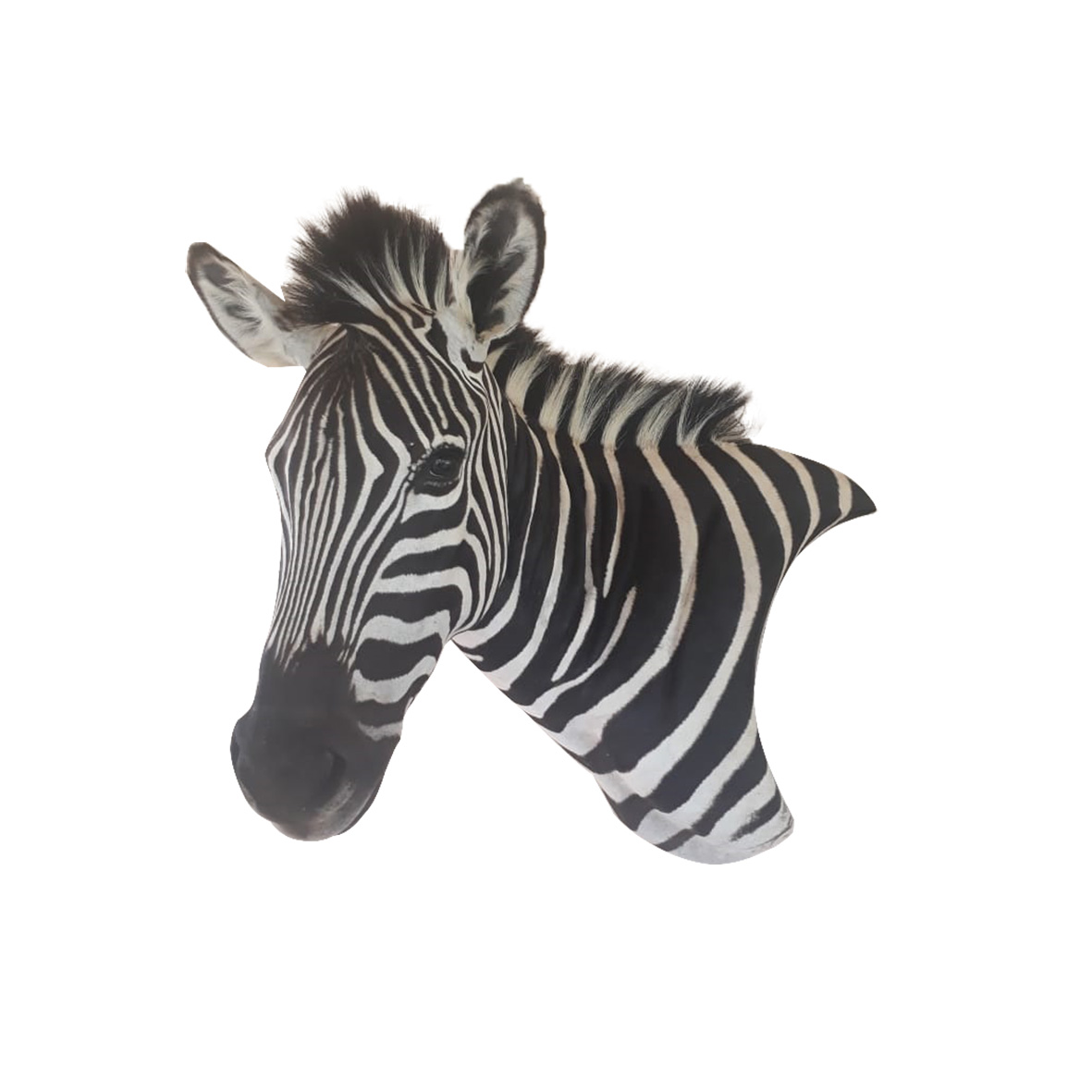 ZEBRA PEDESTAL MOUNT ZPM201 - Image 2