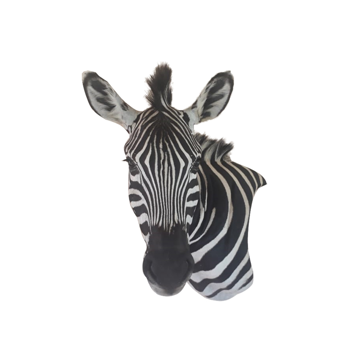 ZEBRA PEDESTAL MOUNT ZPM201