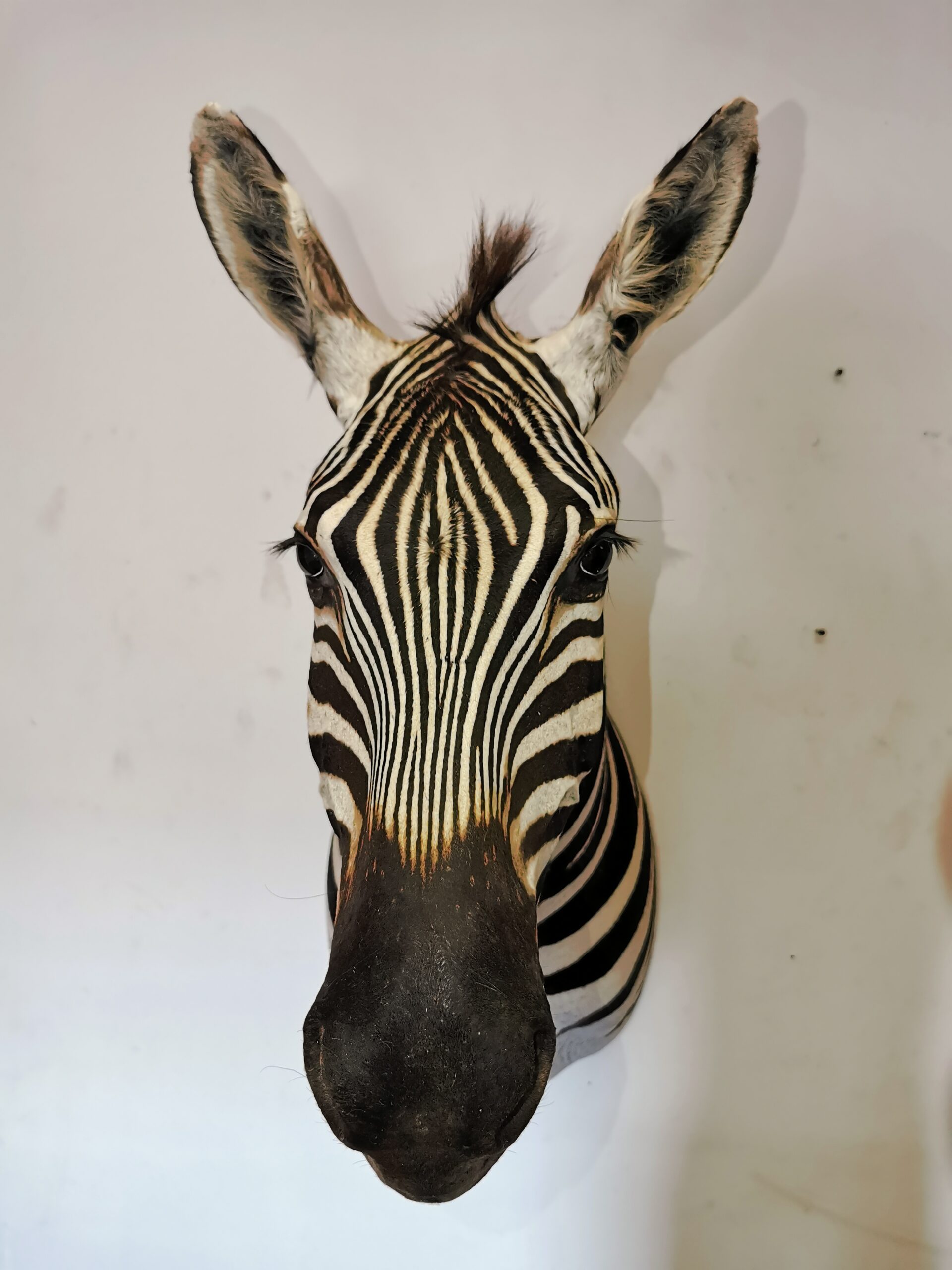 Zebra Shoulder Mount 002 - Image 2