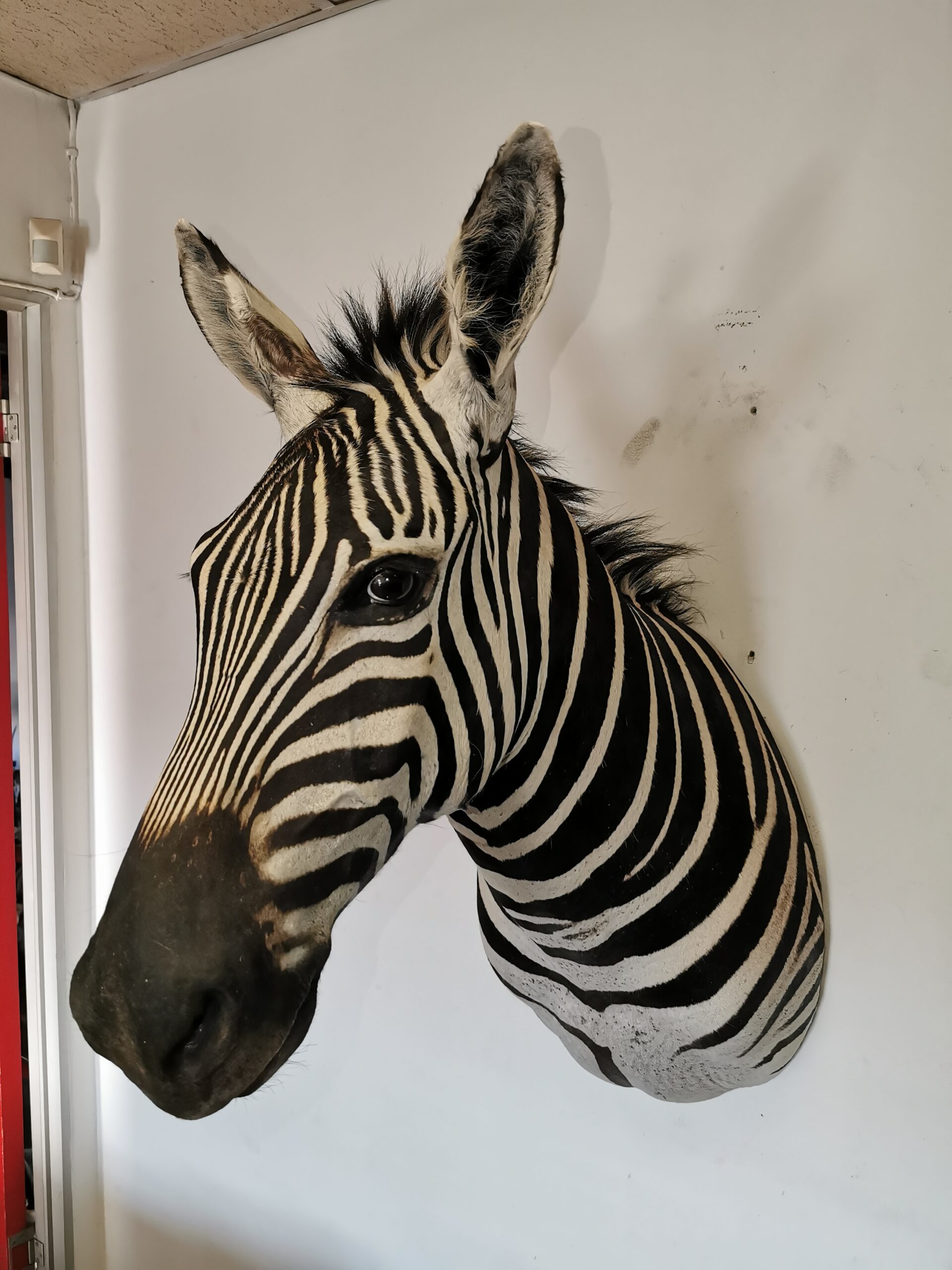 Zebra Shoulder Mount 002 - Image 3