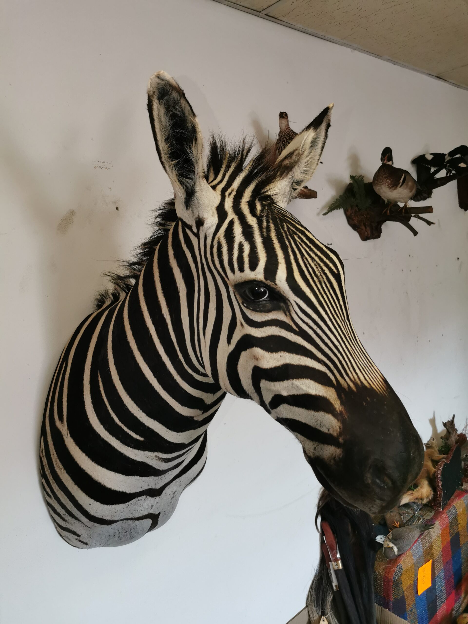 Zebra Shoulder Mount 002 - Image 4