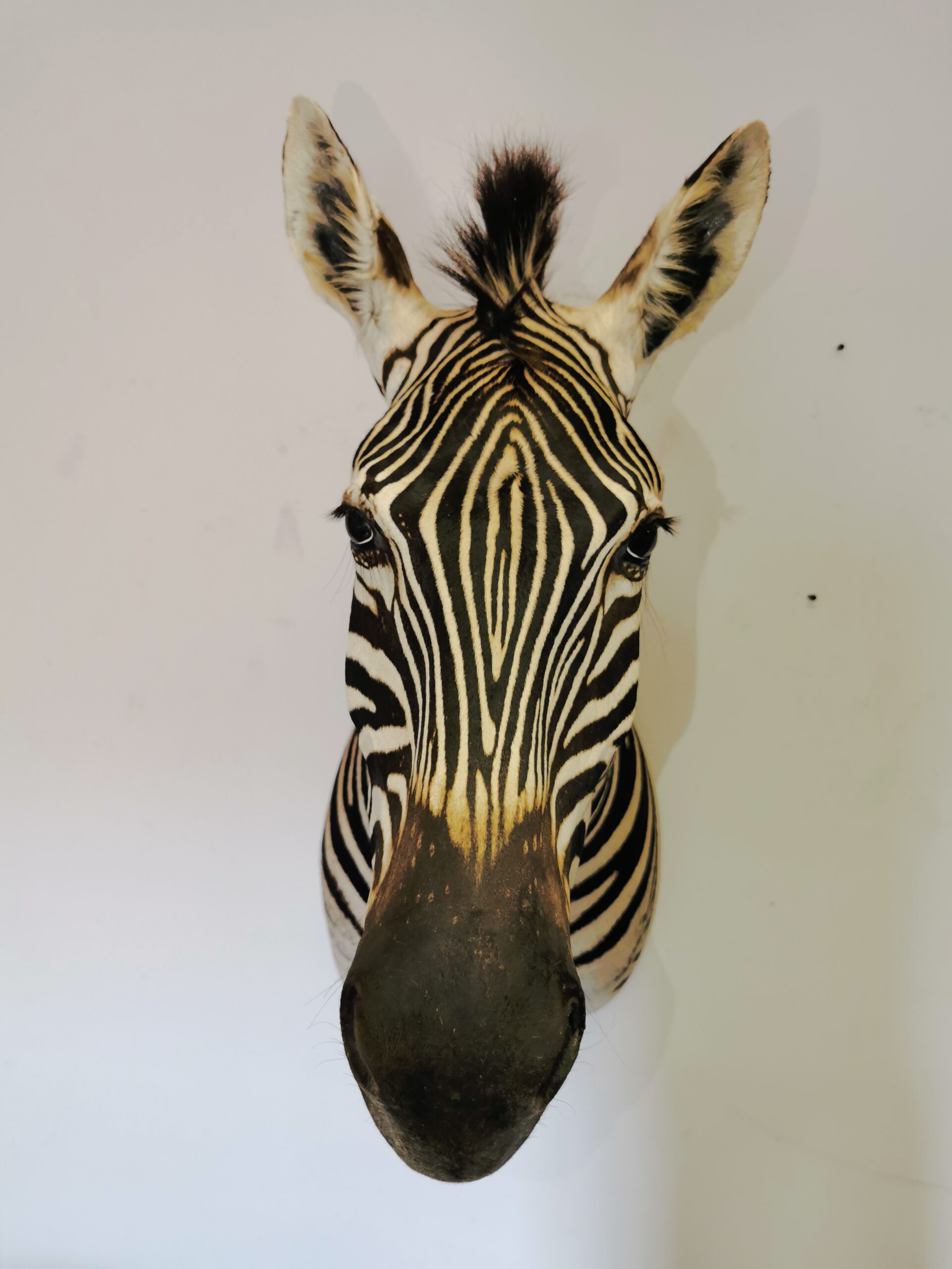 Zebra Shoulder Mount 003 - Image 2