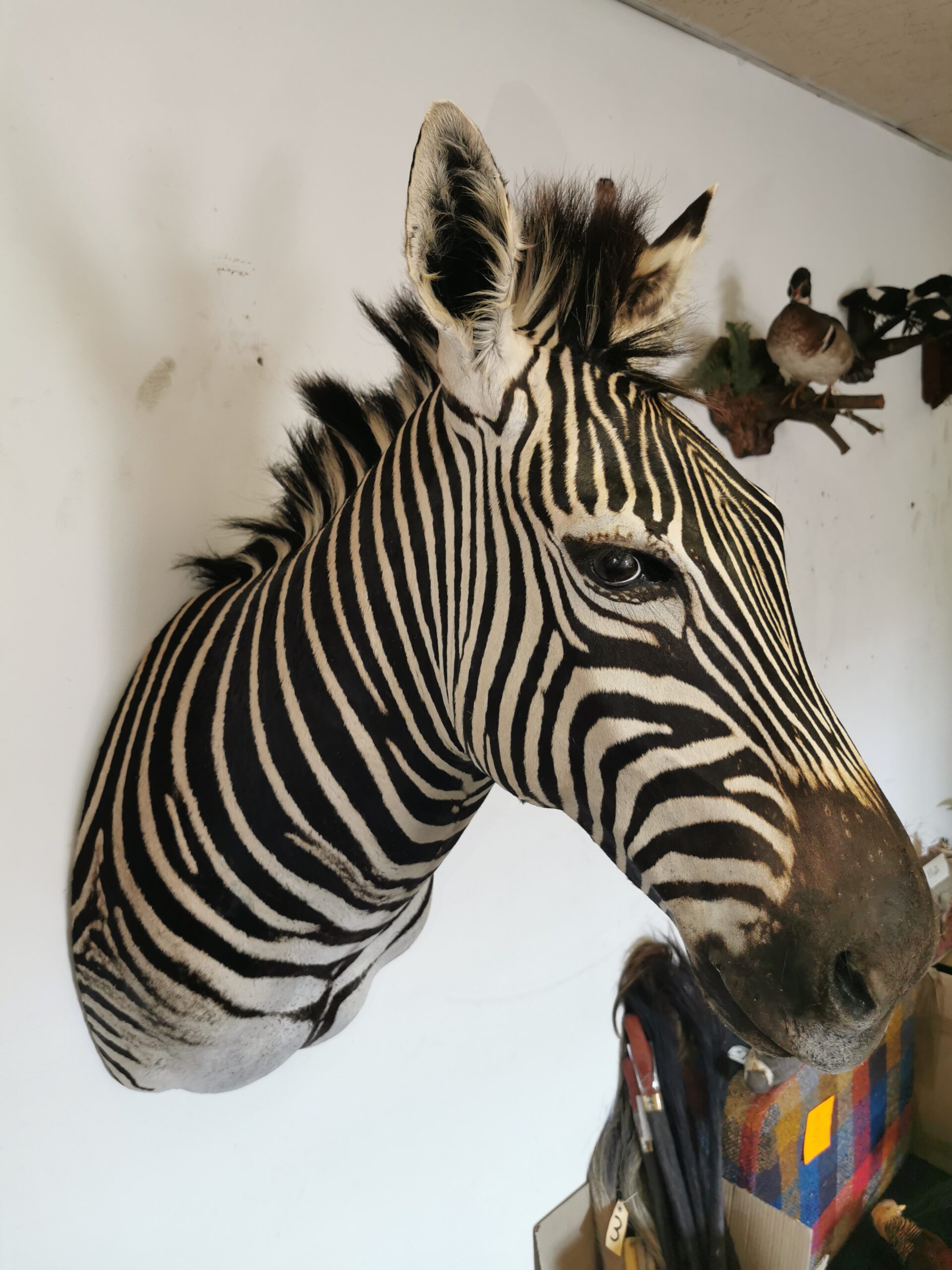 Zebra Shoulder Mount 003 - Image 4