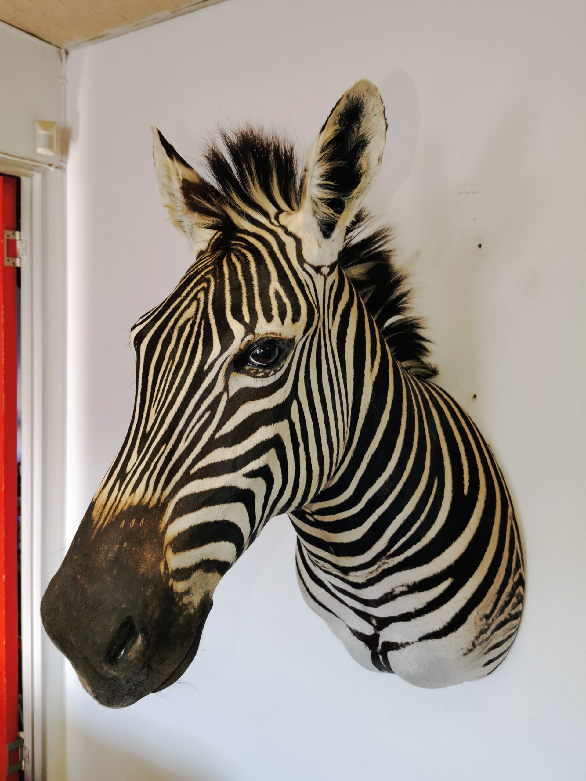Zebra Shoulder Mount 003