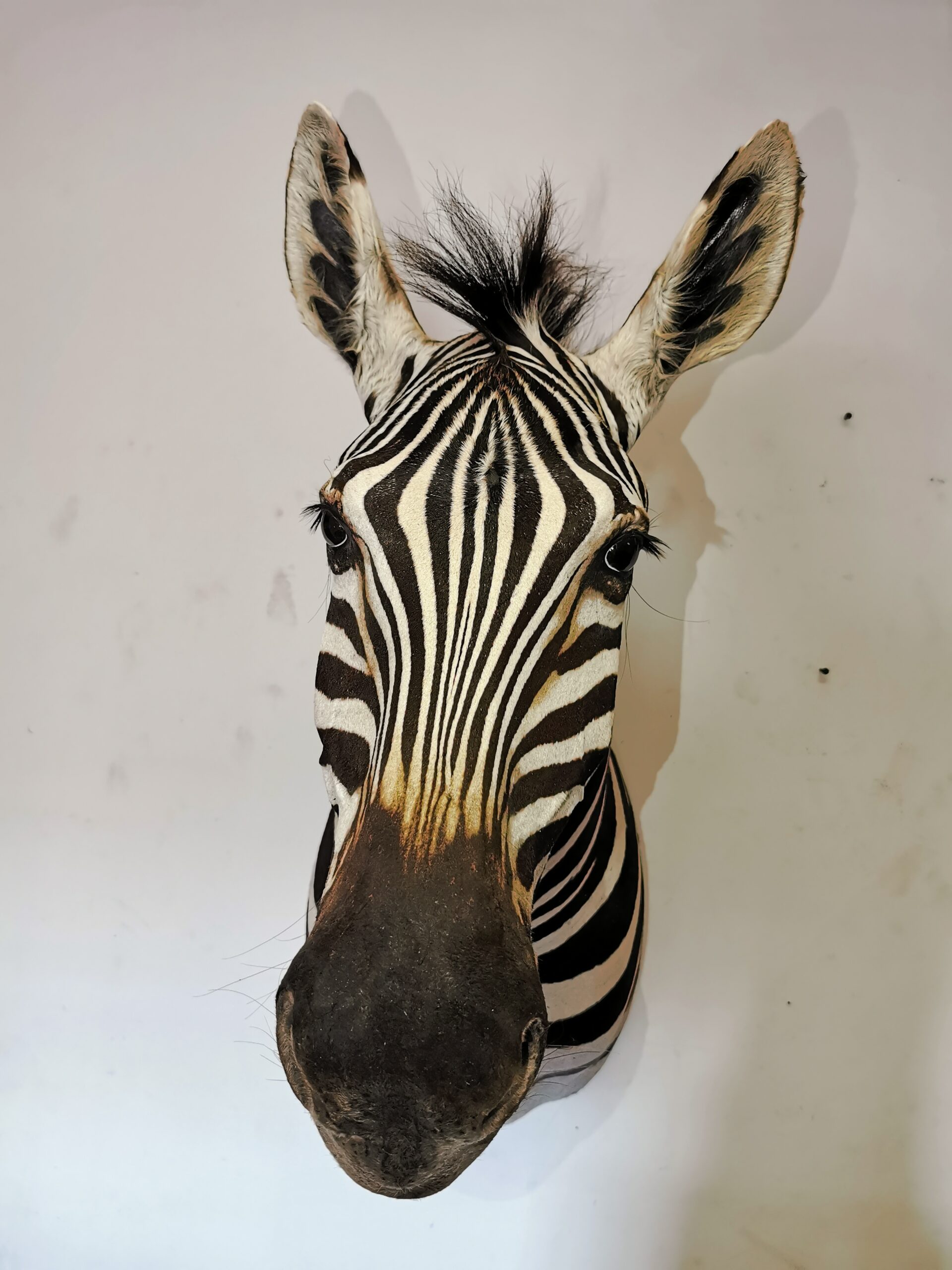 Zebra Shoulder Mount 004 - Image 2